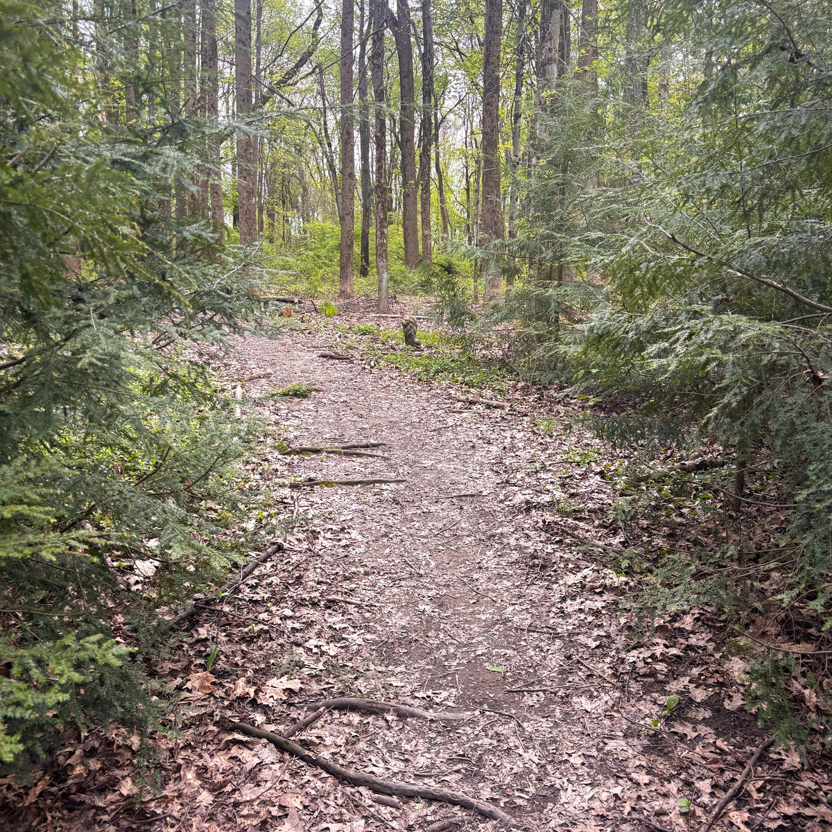 Trails